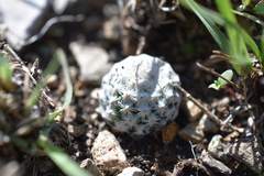 Mammillaria albiflora