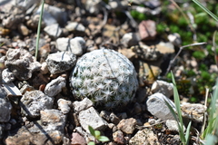Mammillaria albiflora