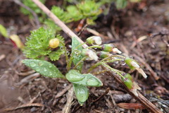 Claytonia multiscapa pacifica