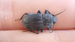 Dendarus coarcticollis