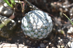 Mammillaria albiflora