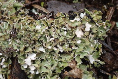 Cladonia pseudalcicornis