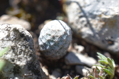 Mammillaria albiflora