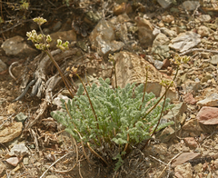 Cymopterus aboriginum