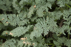 Cymopterus aboriginum
