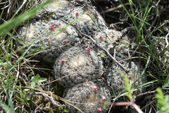 Mammillaria perbella