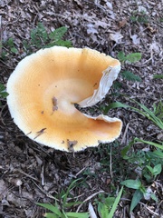 Amanita arkansana