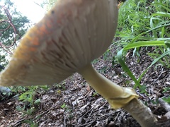 Amanita arkansana
