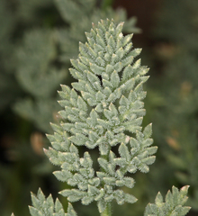 Cymopterus aboriginum