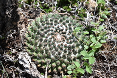 Mammillaria pseudocrucigera