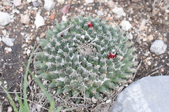 Mammillaria pseudocrucigera