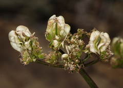 Cymopterus aboriginum