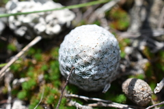 Mammillaria albiflora