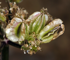 Cymopterus aboriginum