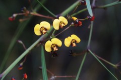 Daviesia wyattiana