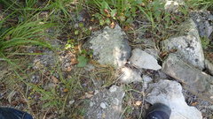 Armadillidium maculatum