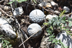 Mammillaria albiflora