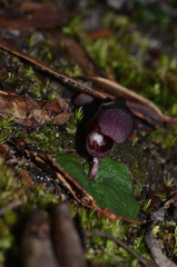 Corybas unguiculatus