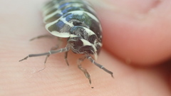 Armadillidium maculatum