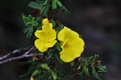 Hibbertia acuminata