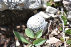 Mammillaria albiflora