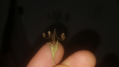 Geranium sibiricum