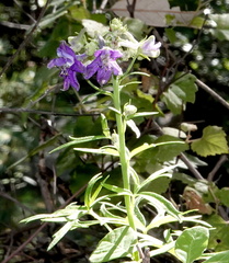 Delphinium scopulorum