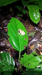 Pristimantis luscombei