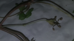 Geranium sibiricum