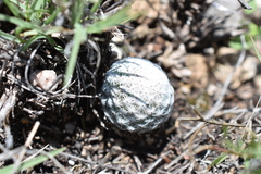 Mammillaria albiflora