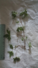 Geranium sibiricum