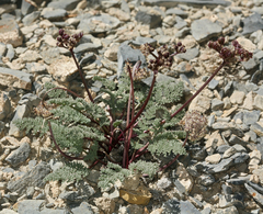 Cymopterus aboriginum