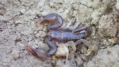 Euscorpius niciensis