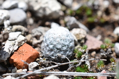Mammillaria albiflora