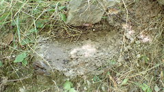 Euscorpius niciensis