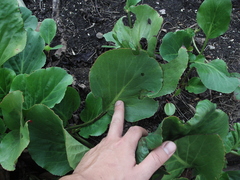 Bergenia