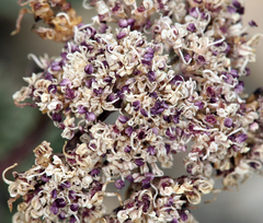 Cymopterus aboriginum