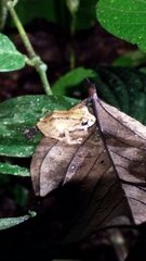 Pristimantis delius