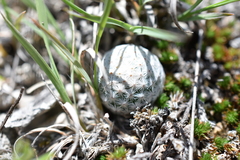 Mammillaria albiflora