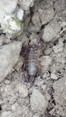 Euscorpius