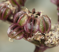 Cymopterus aboriginum