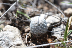 Mammillaria albiflora