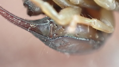 Euscorpius niciensis