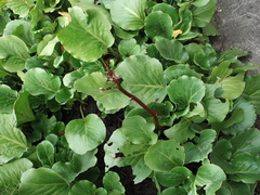 Bergenia