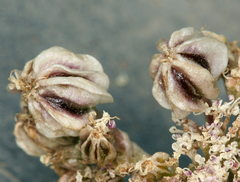 Cymopterus aboriginum