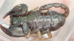 Euscorpius niciensis