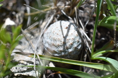 Mammillaria albiflora