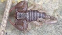 Euscorpius niciensis