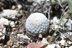 Mammillaria albiflora