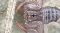 Euscorpius niciensis